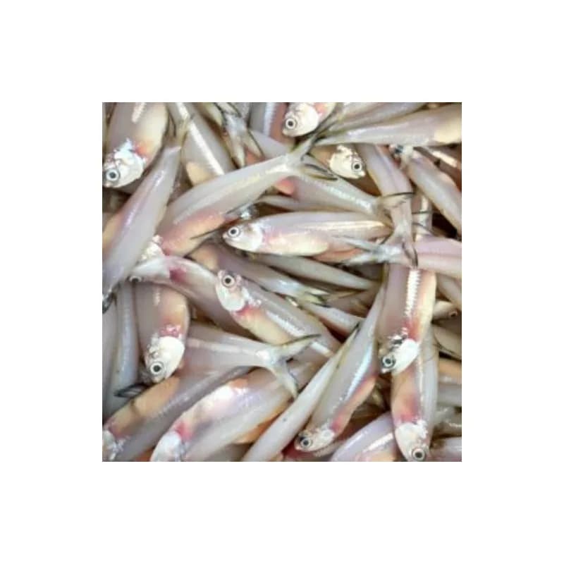 Anchovy/ Kozhuva (Ocean Bell) 908 gm